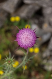 A77V_140529_114700-3520