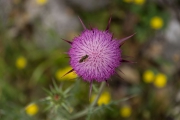 A77V_140529_114758-3521