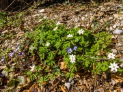 DJI_OP_190331_140719-0601