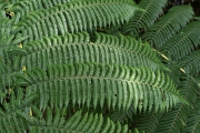 Neuseeland 2006