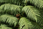 Neuseeland 2006