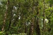 Neuseeland 2006