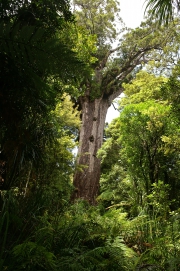 Neuseeland 2006