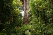 Neuseeland 2006