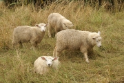 Neuseeland 2006