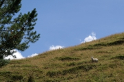Neuseeland 2006