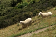 Neuseeland 2006