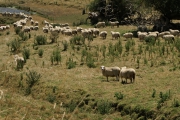 Neuseeland 2006