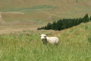 Neuseeland 2006