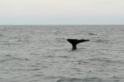 Neuseeland 2006