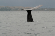Neuseeland 2006
