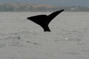 Neuseeland 2006