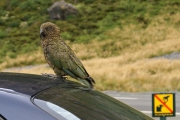 Neuseeland 2006
