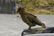 Neuseeland 2006