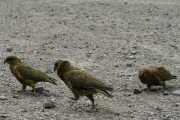 Neuseeland 2006