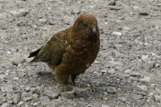 Neuseeland 2006
