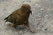 Neuseeland 2006