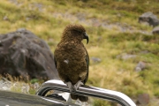 Neuseeland 2006