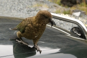 Neuseeland 2006