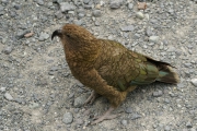 Neuseeland 2006