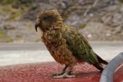 Neuseeland 2006