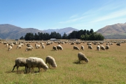 Neuseeland 2006