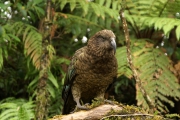 Neuseeland 2006