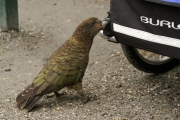 Neuseeland 2006