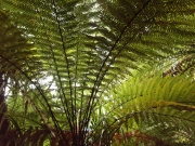 Neuseeland 2006