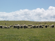 Neuseeland 2006